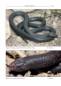 Preview: Venomous terrestrial Snakes of the Middle East